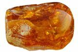 mm Fossil Spider (Araneae) In Baltic Amber #123371-1
